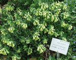 Garden Flowers Golden drop (Onosma) Photo; yellow