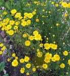 Gradina Flori Marguerite De Aur, Musetel Vopsitor Lui (Anthemis tinctoria, Anthemis hybrida) fotografie; galben