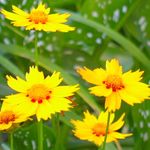 ბაღის ყვავილები Goldmane Tickseed (Coreopsis drummondii) სურათი; ყვითელი