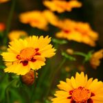 garður blóm Goldmane Tickseed (Coreopsis drummondii) mynd; appelsína