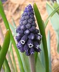 Grape hyacinth Photo and characteristics