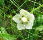 Garden Flowers Grass of Parnassis, Bog Star (Parnassia palustris) Photo; white
