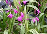 Garden Flowers Ground Orchid, The Striped Bletilla  Photo; pink