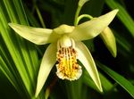 Ground Orchid, The Striped Bletilla Photo and characteristics