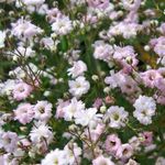 Garden Flowers Gypsophila (Gypsophila paniculata) Photo; pink