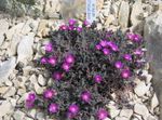 Garden Flowers Hardy Ice Plant (Delosperma) Photo; purple