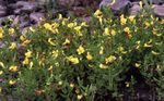 Gradina Flori Speculative Isop (Gratiola officinalis) fotografie; galben