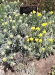 Садовыя Кветкі Гелихризум Шматгадовы (Helichrysum) фота; жоўты