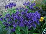 les fleurs du jardin Héliotrope, Usine De Tarte Aux Cerises (Heliotropium) Photo; bleu