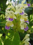 Hemp Nettle