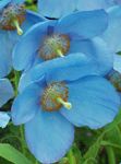 Баштенске Цветови Хималаиан Блуе Мака (Meconopsis) фотографија; светло плава