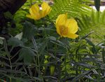 Himalayan Blár Poppy