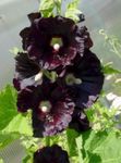 Garden Flowers Hollyhock (Alcea rosea) Photo; black