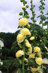 Sodo Gėlės Piliarožė (Alcea rosea) Nuotrauka; geltonas