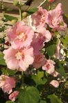 Garden Flowers Hollyhock (Alcea rosea) Photo; pink