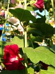 Garden Flowers Hollyhock (Alcea rosea) Photo; burgundy