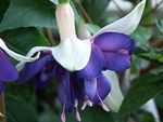 Garden Flowers Honeysuckle Fuchsia  Photo; blue