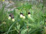 蜂蜜の麦汁、青エビ植物、青ワックスフラワー (Cerinthe major) フォト; 黄