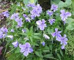 Zahradní květiny Rohatý Maceška, Rohatý Fialová (Viola cornuta) fotografie; světle modrá