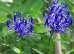 Garden Flowers Horned Rampion (Phyteuma) Photo; blue