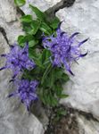 Garden Flowers Horned Rampion (Phyteuma) Photo; light blue