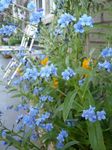 Hound's Tongue, Gypsyflower, Chinese Forget-Me-Not