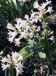 Garden Flowers Hyacinthella pallasiana  Photo; white