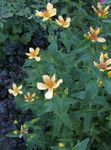 Садовые Цветы Зверобой большой (Hypericum ascyron) Фото; желтый