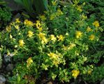 Hypericum Olimpicum