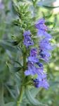 bláthanna gairdín Hyssop (Hyssopus officinalis) Photo; gorm éadrom