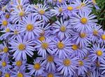 Garden Flowers Ialian Aster (Amellus) Photo; light blue