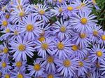 Dārza Ziedi Ialian Aster (Amellus) Foto; gaiši zils