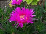 Garden Flowers Ice Plant (Mesembryanthemum crystallinum) Photo; pink