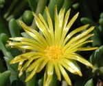 Garden Flowers Ice Plant (Mesembryanthemum crystallinum) Photo; yellow