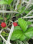 Garden Flowers Indian Strawberry, Mock Strawberry (Duchesnea indica) Photo; red