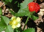 Gartenblumen Indian Erdbeere, Scheinerdbeere (Duchesnea indica) Foto; gelb