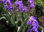 Garden Flowers Iris (Iris barbata) Photo; purple