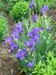 Garden Flowers Iris (Iris barbata) Photo; blue