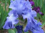 Garden Flowers Iris (Iris barbata) Photo; light blue