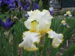 bláthanna gairdín Inteachán (Iris barbata) Photo; buí