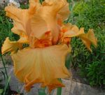 Garden Flowers Iris (Iris barbata) Photo; orange