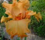 Iris Photo and characteristics