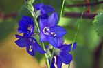 Garden Flowers Jacob's Ladder (Polemonium caeruleum) Photo; blue
