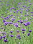 Knapweed, Star Thistle, Cornflower (Centaurea) Photo; purple