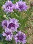 Knapweed, Star Thistle, Cornflower (Centaurea) Photo; lilac