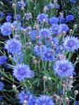 Knapweed, Star Thistle, Cornflower (Centaurea) Photo; light blue