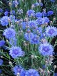 Dārza Ziedi Zilgalvīte, Zvaigzne Dadzis, Rudzupuķu (Centaurea) Foto; gaiši zils