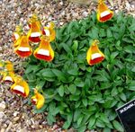 Lady's Slipper, Slipper Flower, Slipperwort, Pocketbook Plant, Pouch Flower (Calceolaria) Photo; orange