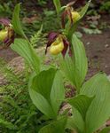 Záhradné kvety Lady Papučkový (Cypripedium ventricosum) fotografie; žltá