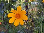 庭の花 ランス葉ハルシャギク、ダニシードハルシャギク (Coreopsis) フォト; オレンジ